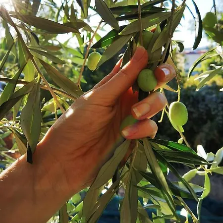 Marijana Oda ve Kahvaltı 3*