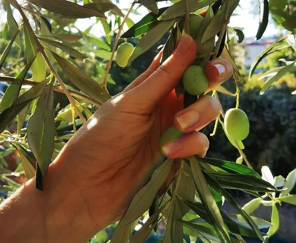 Marijana Bed & Breakfast 4*